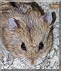 Rodney McKay the Dwarf Hamster