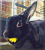 Pepper the Rex Rabbit