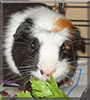Joe the Guinea Pig