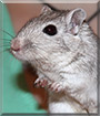 Billy the Gerbil