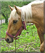 Ares the Tennessee Walker mix