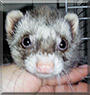 Cinnamon the Ferret