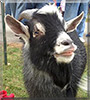 Pepper the Pygmy Goat