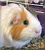 Ace the Guinea Pig