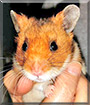Little Bear the Syrian Hamster