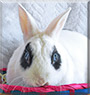 Bandit the Netherland Dwarf, Hotot Rabbit