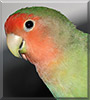 Mangoes the Lovebird
