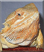 Dixon the Red Bearded Dragon