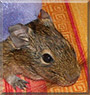 Fifi the Degu