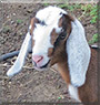 Bunny the Mini Nubian Goat