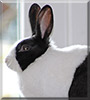 Mika the Dutch Rabbit