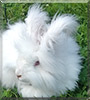 Mouse the English Angora Rabbit