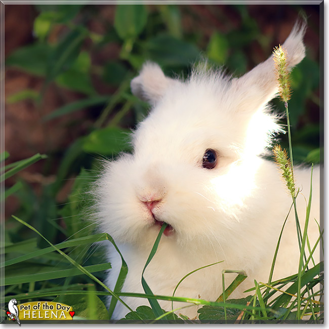 Helena, the Pet of the Day Helena, the Pet of the Day