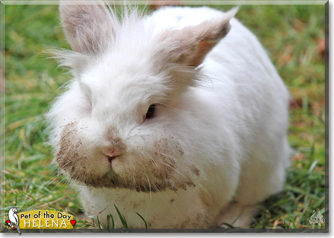 Helena, the Pet of the Day Helena, the Pet of the Day