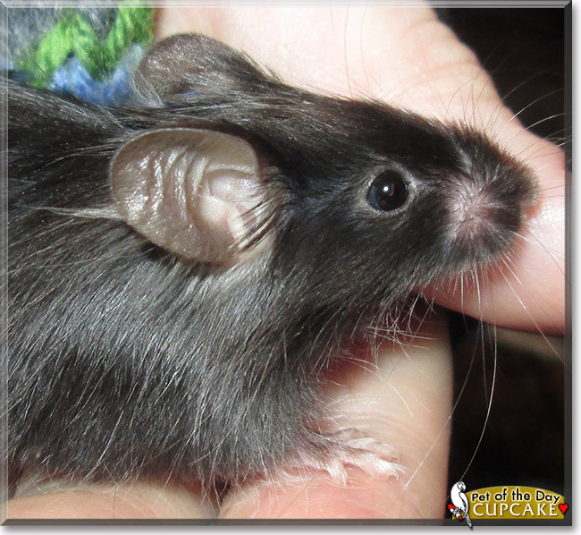 Cupcake, the Pet of the Day Cupcake, the Pet of the Day