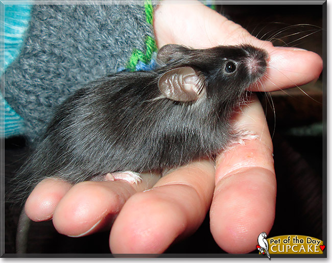 Cupcake, the Pet of the Day Cupcake, the Pet of the Day