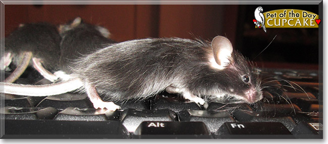 Cupcake, the Pet of the Day Cupcake, the Pet of the Day
