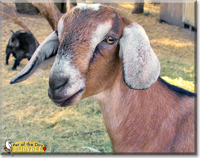 RubyBee, the Pet of the Day RubyBee, the Pet of the Day