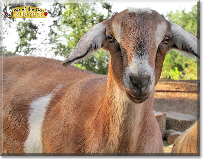 RubyBee, the Pet of the Day RubyBee, the Pet of the Day
