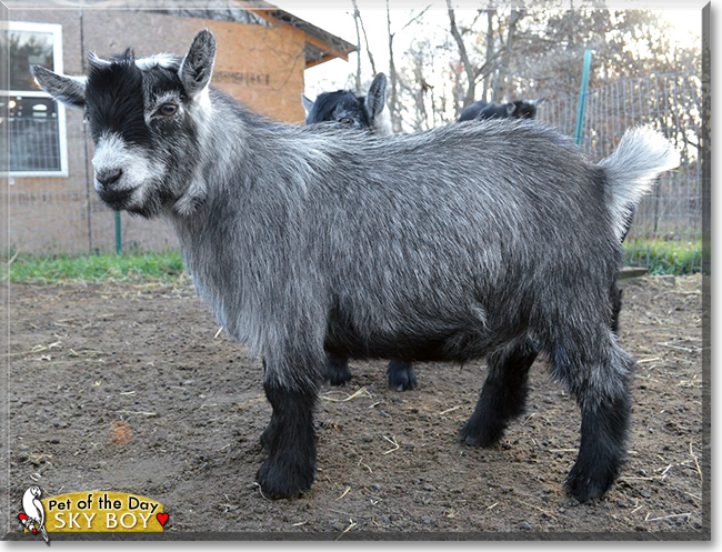 Sky Boy, the Pet of the Day Sky Boy, the Pet of the Day