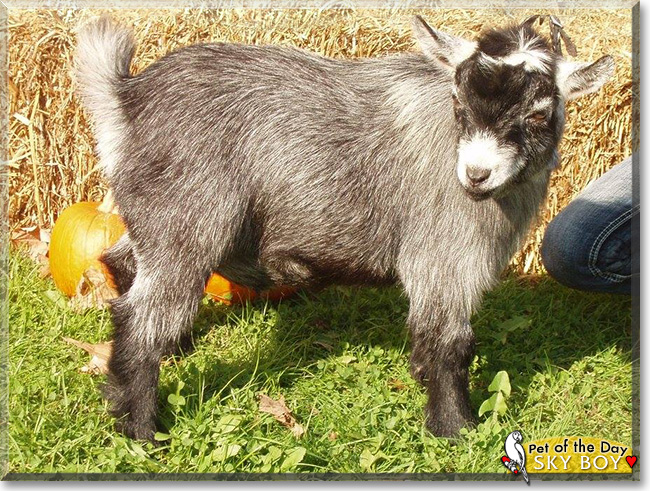 Sky Boy, the Pet of the Day Sky Boy, the Pet of the Day