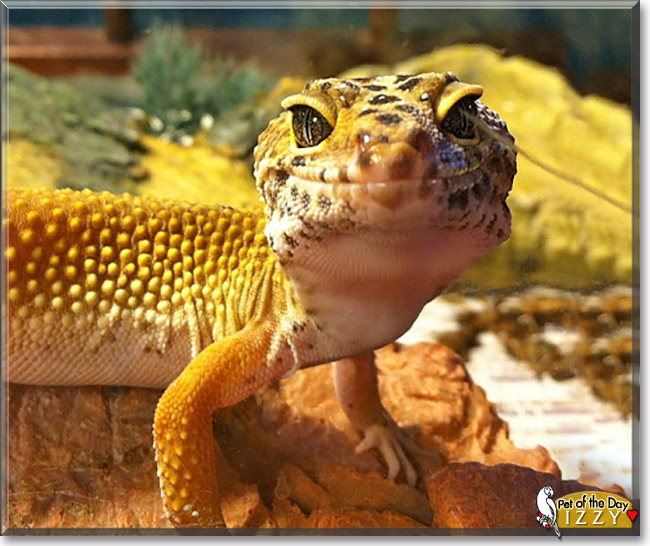 Izzy, the Pet of the Day Izzy, the Pet of the Day