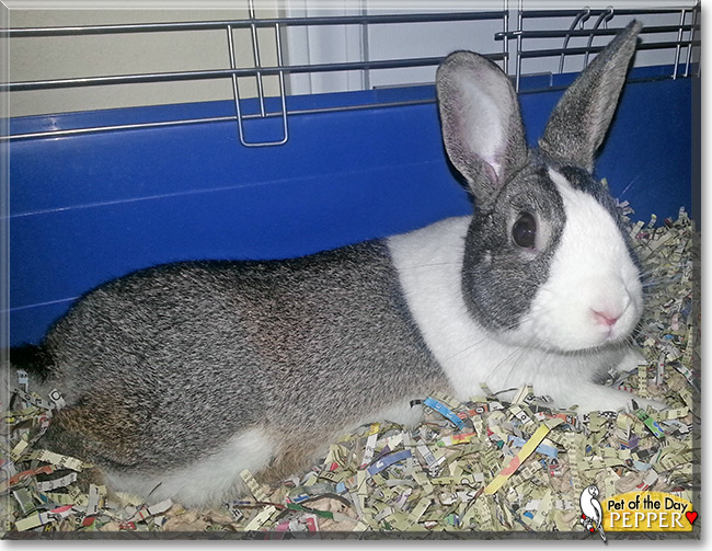 Pepper, the Pet of the Day Pepper, the Pet of the Day