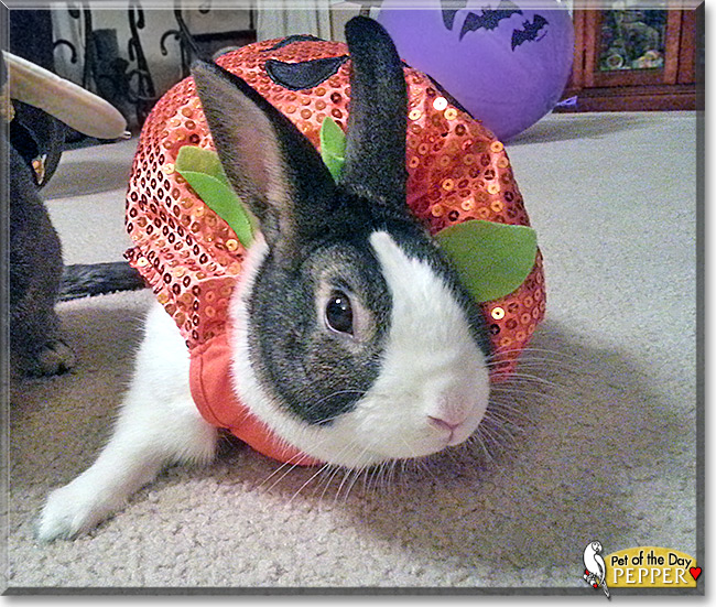 Pepper, the Pet of the Day Pepper, the Pet of the Day