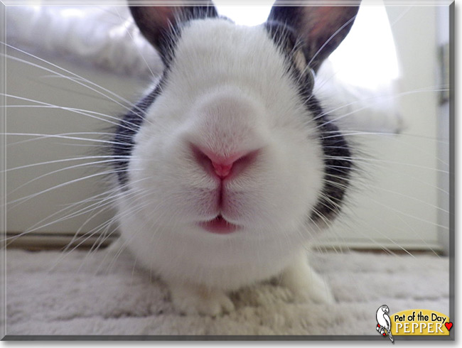 Pepper, the Pet of the Day Pepper, the Pet of the Day
