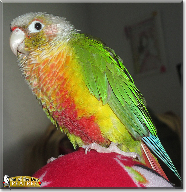Peatree, the Pet of the Day Peatree, the Pet of the Day