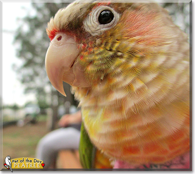 Peatree, the Pet of the Day Peatree, the Pet of the Day