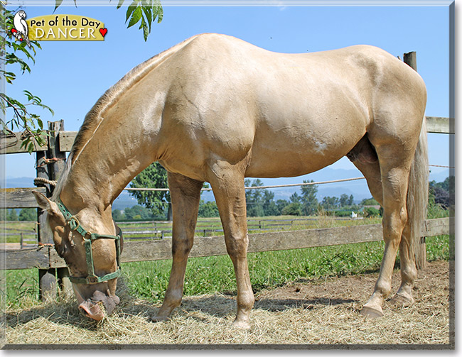 Dancer, the Pet of the Day Dancer, the Pet of the Day