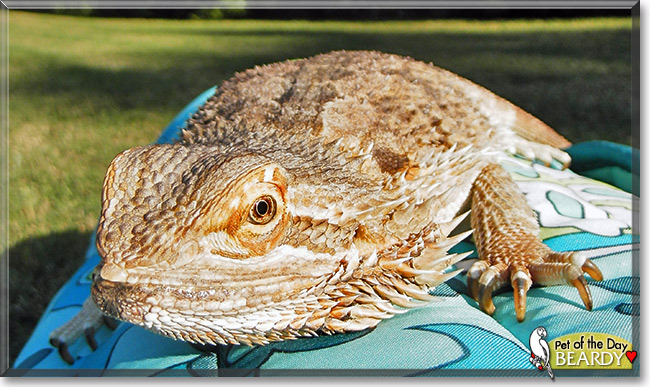 Beardy, the Pet of the Day Beardy, the Pet of the Day