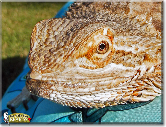 Beardy, the Pet of the Day Beardy, the Pet of the Day