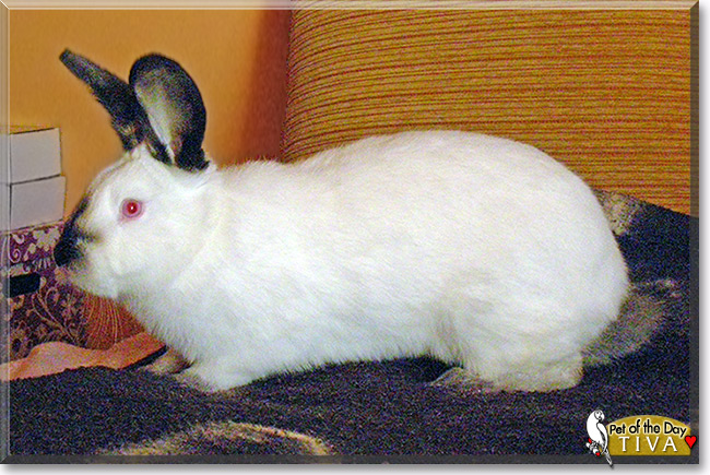 Tiva, the Pet of the Day Tiva, the Pet of the Day