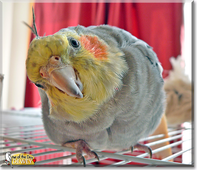 Dewey, the Pet of the Day