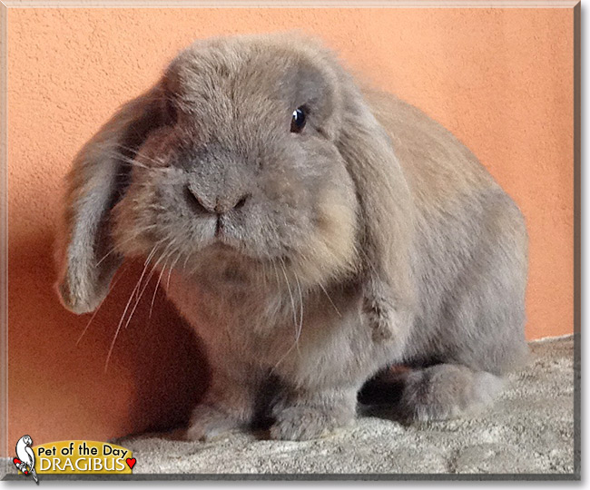 Dragibus, the Pet of the Day