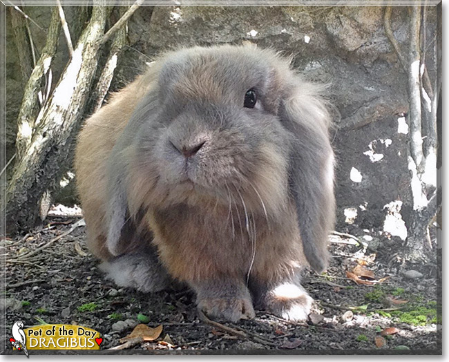 Dragibus, the Pet of the Day Dragibus, the Pet of the Day