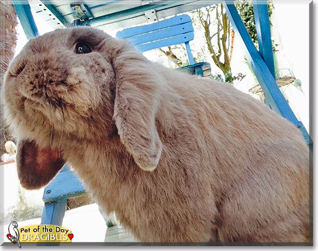 Dragibus, the Pet of the Day Dragibus, the Pet of the Day