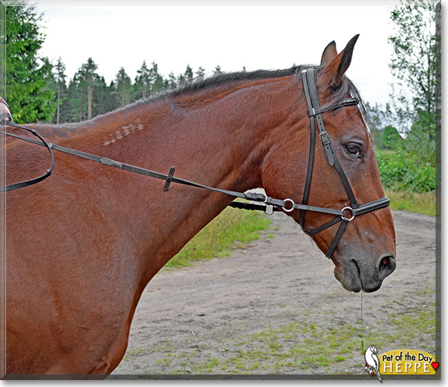 Heppe, the Pet of the Day Heppe, the Pet of the Day