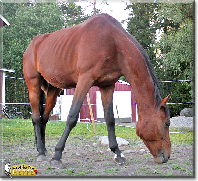 Heppe, the Pet of the Day Heppe, the Pet of the Day