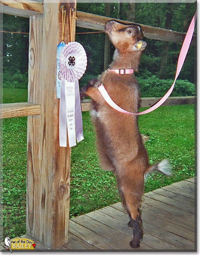 Bailey, the Pet of the Day