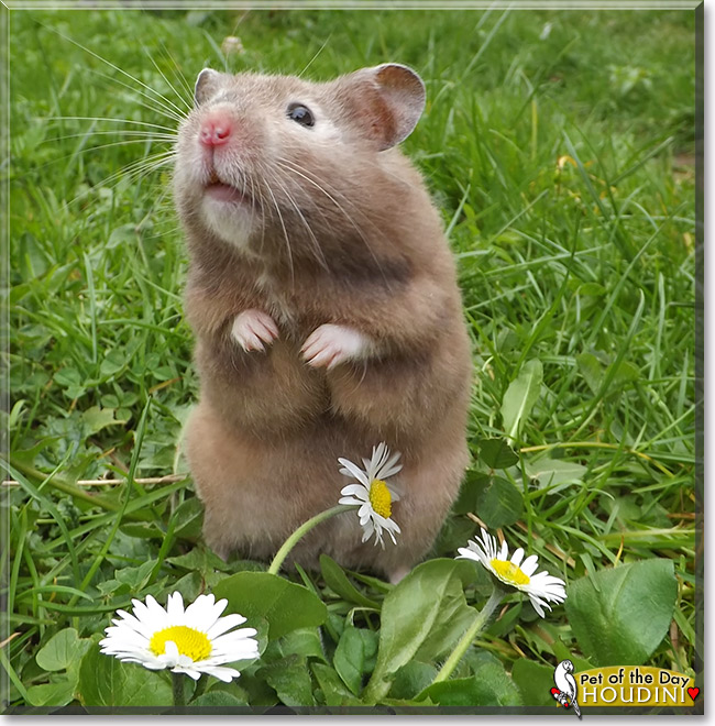 Houdini, the Pet of the Day Houdini, the Pet of the Day