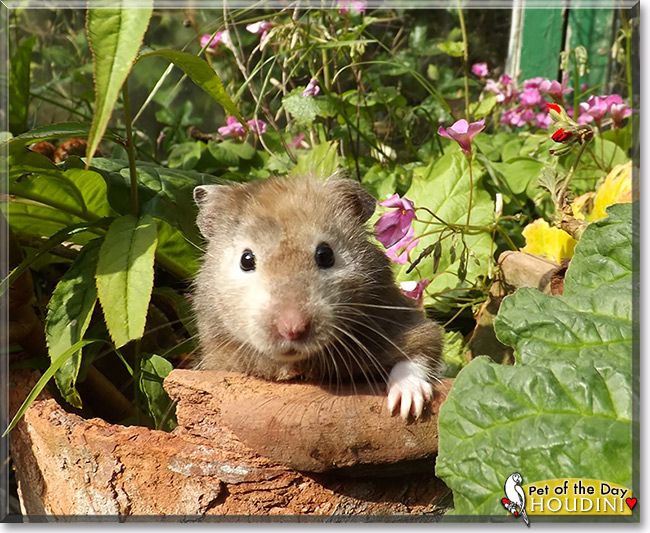 Houdini, the Pet of the Day Houdini, the Pet of the Day
