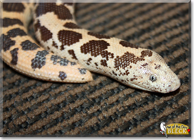 Bleck, the Pet of the Day Bleck, the Pet of the Day