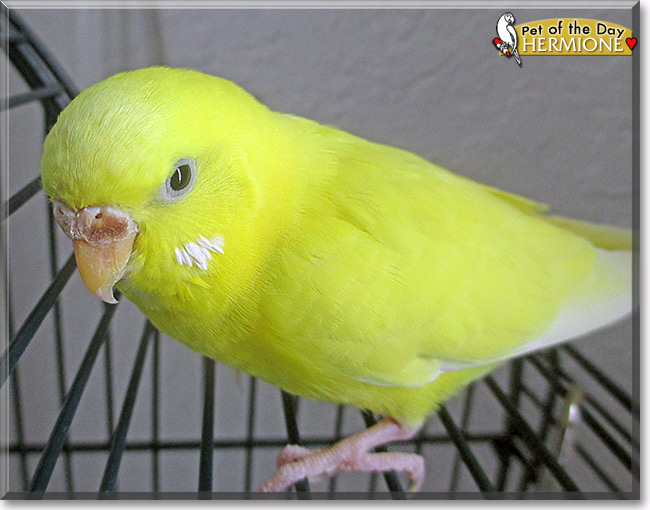 Hermione, the Pet of the Day Hermione, the Pet of the Day