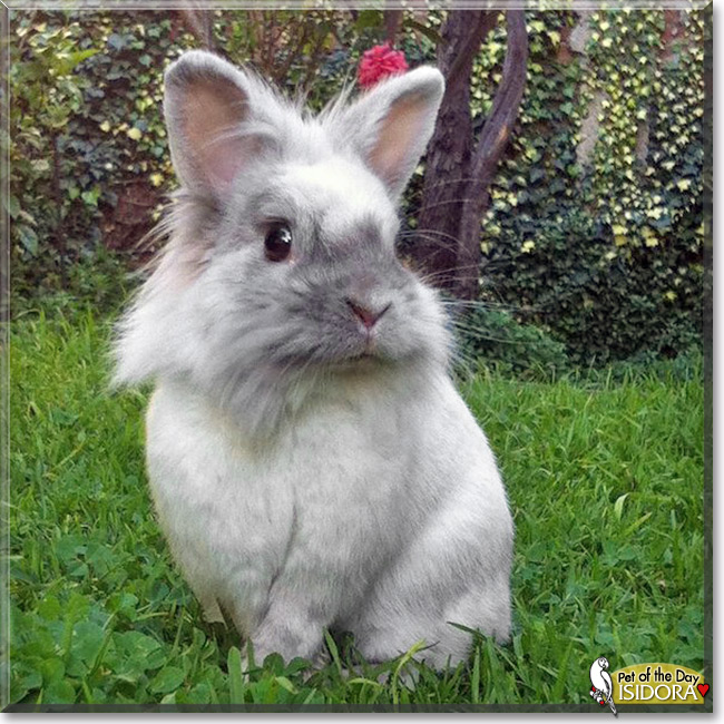 Isidora, the Pet of the Day Isidora, the Pet of the Day