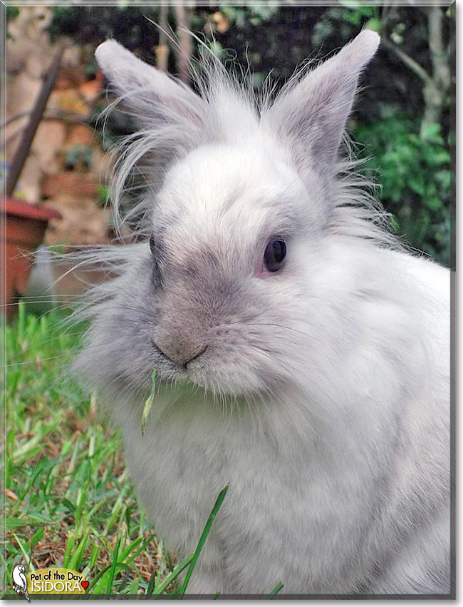 Isidora, the Pet of the Day Isidora, the Pet of the Day