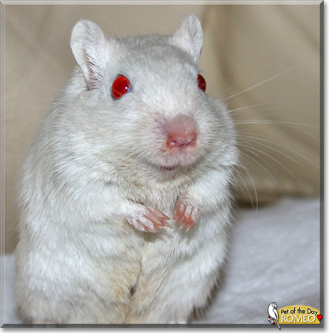 Romeo & Clyde, the Pet of the Day Romeo & Clyde, the Pet of the Day