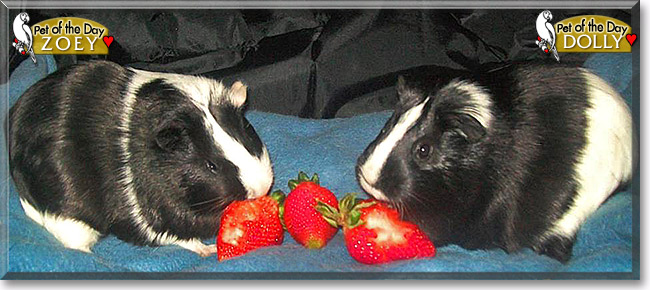 Zoey, Dolly, the Pet of the Day Zoey, Dolly, the Pet of the Day